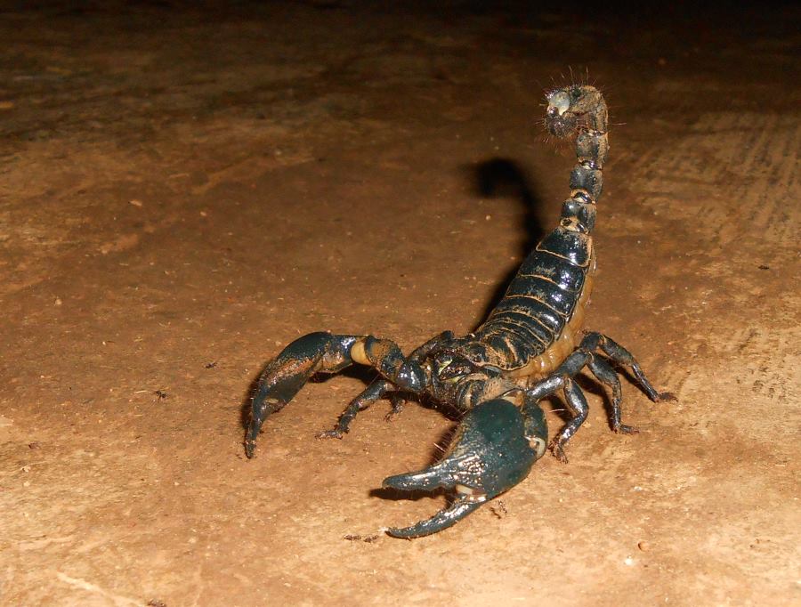 تفسير رؤية العقرب الأسود في المنام للمتزوجة