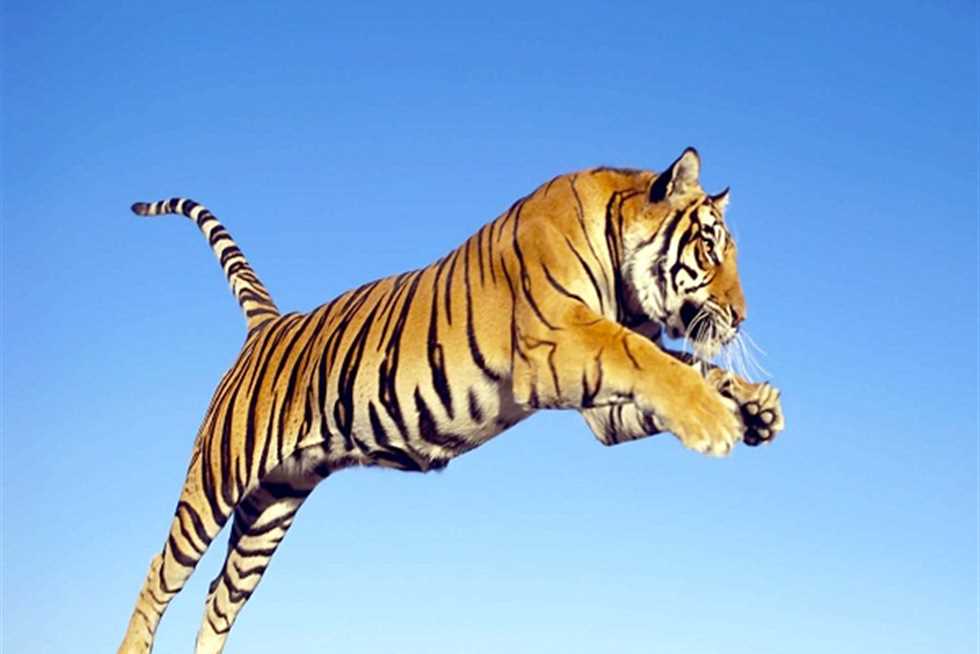 تفسير رؤية الهروب من النمر في المنام للمتزوجة