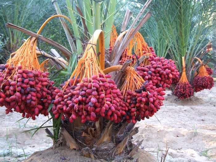 حلم البلح الاحمر