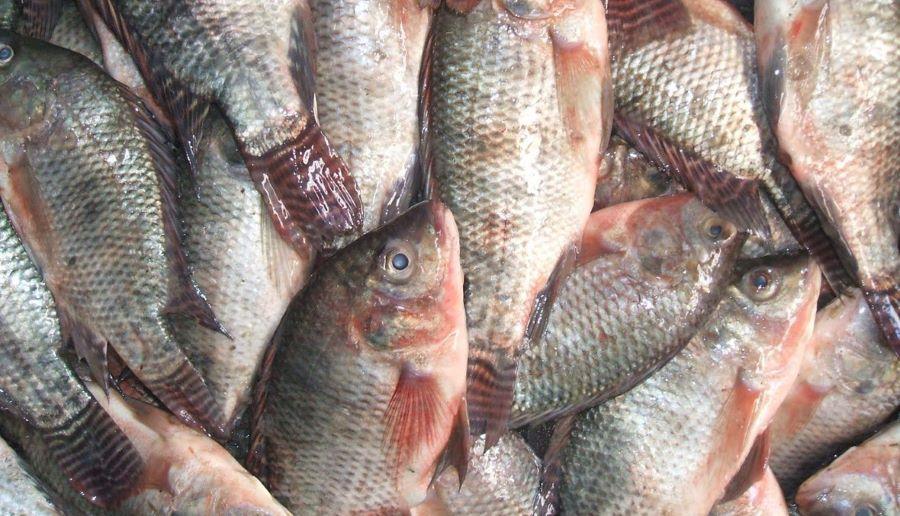 رؤية خروج السمك من الجسم في المنام للعزباء