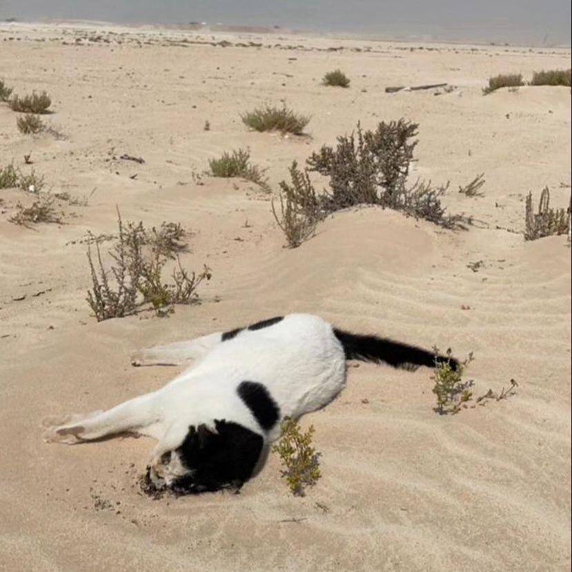 UAE desert