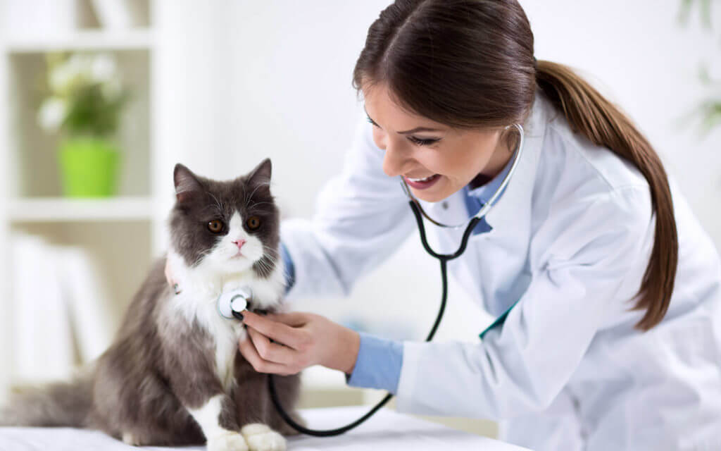 Royal Pets Veterinary Clinic