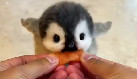 penguin
