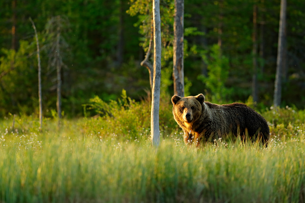 bear population