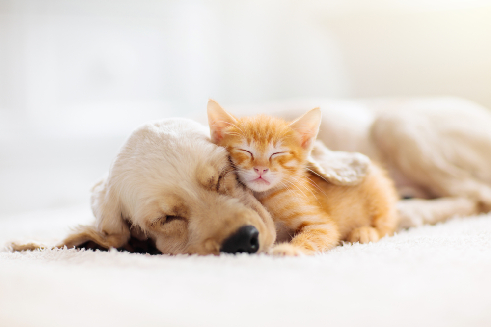 her pets