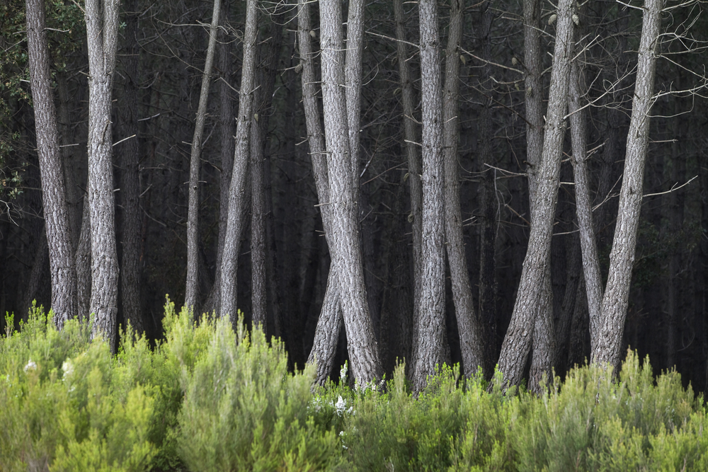 forests of Tunisia