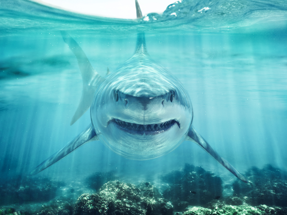 fatal shark attacks
