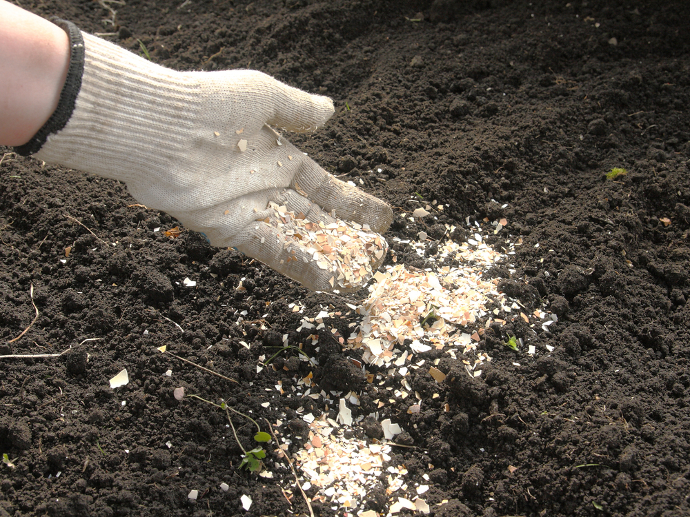 eggshells