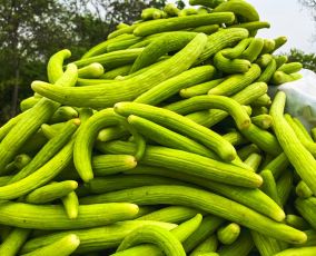 الفقوس في الرجيم: هل يساعد على خسارة الوزن؟