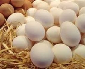 تفسير حلم بيض الدجاج في العش للمتزوجه
