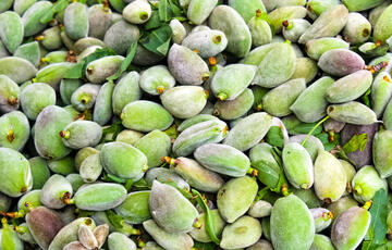 اللوز الأخضر غني بالدهون الا انها من النوع الأحادي والغير مشبع