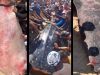Rare Video in Gaza: Giant 2-Ton whale shark pulled from the Mediterranean