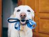 Dog waiting for a walk