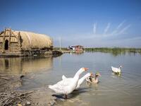 Thirty years after Saddam Hussein starved them of water, Iraq's southern marshes are blossoming once more thanks to a wave of ecotourists picnicking and paddling down their replenished river bends. Hussein FALEH / AFP