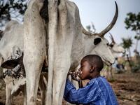 8-year-old Fulani boy Suleiman Yusuf drinks milk from a cow belonging to his father cattle near his family's house at Kachia Grazing Reserve, Kaduna State, Nigeria, on April 16, 2019. Luis TATO / AFP