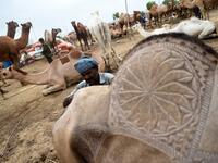 A Pakistani trader makes a design on a camel as he waits for customers in preparation for the Muslim annual festival of Eid al-Adha or the Festival of Sacrifice, at an animal market in Karachi. RIZWAN TABASSUM / AFP
