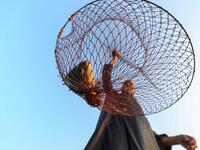 An Egyptian Fisherman holds a fishing net on the waters of the Pharaonic Sea in the village of Kafr Fisha, province of Monufia, on August 13, 2019. The "Pharaonic Sea" is the name of a large water body in the province of Monufia, an area of 2500 acres and overlooking 50 villages. Mohamed el-Shahed / AFP