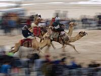 Camel race in Gaza  (Twitter)