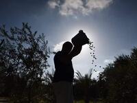 Palestinian farmers picking olives in Gaza as the olive harvest season starts in Palestine (Twitter)