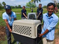 This photo taken on October 27, 2019 shows former restaurant owner Khieu Chan (R) and members of the non-governmental organisation (NGO) Four Paws team carrying dogs during an operation to rescue dogs from the slaughterhouse in Takeo province. Cambodian dog meat traders drown, strangle and stab thousands of canines a day in a shadowy but sprawling business that traumatises workers and exposes them to deadly health risks like rabies. TANG CHHIN Sothy / AFP