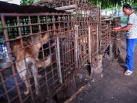 This photo taken on October 25, 2019 shows a man locking a cage full of dogs at a slaughterhouse in Siem Reap province. Cambodian dog meat traders drown, strangle and stab thousands of canines a day in a shadowy but sprawling business that traumatises workers and exposes them to deadly health risks like rabies. TANG CHHIN Sothy / AFP