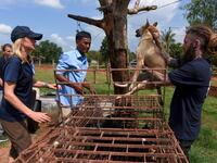 This photo taken on October 27, 2019 shows former restaurant owner Khieu Chan (C) watching as members of the non-governmental organisation (NGO) Four Paws team take part in an operation to rescue dogs from the slaughterhouse in Takeo province. Cambodian dog meat traders drown, strangle and stab thousands of canines a day in a shadowy but sprawling business that traumatises workers and exposes them to deadly health risks like rabies. TANG CHHIN Sothy / AFP