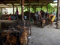 This photo taken on October 26, 2019 shows workers transporting dogs in cages at a slaughterhouse in Kandal province. Cambodian dog meat traders drown, strangle and stab thousands of canines a day in a shadowy but sprawling business that traumatises workers and exposes them to deadly health risks like rabies. TANG CHHIN Sothy / AFP