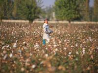 A Uzbekistan's cotton grower looks on as she works in a cotton plantations outside Tashkent, on October 24, 2019. A small revolution is taking shape in Uzbekistan: the State wants to eradicate forced labour in its cotton industry, after having, for decades, forced hundreds of thousands of Uzbeks to work during the harvest. Yuriy KORSUNTSEV / AFP
