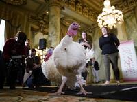 Bread and Butter, the National Thanksgiving Turkey and its alternate, are shown to members of the media during a press conference held by the National Turkey Federation November 25, 2019 at the Willard Hotel in Washington, DC. AFP