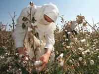 A small revolution is taking shape in Uzbekistan: the State wants to eradicate forced labour in its cotton industry, after having, for decades, forced hundreds of thousands of Uzbeks to work during the harvest (Twitter)