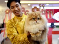 A participant poses with his cat Burny, a British longhair breed during Vietnam's first national cat show in Hanoi on February 16, 2020 amid concerns of the COVID-19 coronavirus outbreak. Manan VATSYAYANA / AFP
