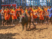 Competitors taking part in the bull taming sport of jallikattu on January 14, 2018. (Shutterstock)