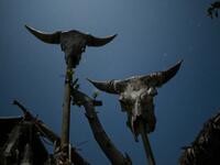 This photo taken on February 5, 2020 shows animal skulls displayed outside a house of a Naga tribesman at a village in Sagaing region of Myanmar, wedged in a semi-autonomous zone near the Indian border. People in the region subscribe to a complex patchwork of customs, intertwining their animist beliefs with warrior traditions that include striking tattoo designs, which can signify tribal identity, life accomplishments or the completion of a rite of passage. Ye Aung THU / AFP
