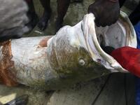 Fishermen tries to pull a fish at the Argungu fishing and cultural festival at Argungu Town, Kebbi State in northwest Nigeria, on March 14, 2020. Argungu fishing and cultural festival is one of the oldest and most widely attended festivals in the country dating back many generations, featuring series of water competitions and traditional games. The festival returned after 10 years suspension due to insecurity in northwest Nigeria. PIUS UTOMI EKPEI / AFP