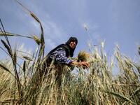 A Palestinian woman harvests wheat stalks in a field in Khan Yunis in the southern Gaza Strip on April 22, 2020, before being prepared to be used in a soup during the Muslim holy month of Ramadan which begins later in the week. From cancelled iftar (fast breaking) feasts to suspended mosque prayers, Muslims across the Middle East are bracing for a bleak month of Ramadan fasting as the threat of the COVID-19 pandemic lingers. The holy Muslims fasting month of Ramadan is a period for both self-reflection and 
