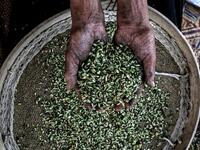 A Palestinian woman sifts lightly roasted wheat, harvested before maturity (freekeh), in Khan Yunis in the southern Gaza Strip on April 22, 2020, before being prepared to be used in a soup during the Muslim holy month of Ramadan which begins later in the week. From cancelled iftar (fast breaking) feasts to suspended mosque prayers, Muslims across the Middle East are bracing for a bleak month of Ramadan fasting as the threat of the COVID-19 pandemic lingers. The holy Muslims fasting month of Ramadan is a per