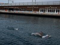 In the waters of the Bosphorus, dolphins are these days swimming near the shoreline in Turkey's largest city Istanbul with lower local maritime traffic and a ban on fishing. . Yasin AKGUL / AFP