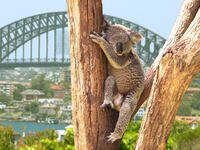 Australia is finally healing from the wild fire that killed around 1 billion animals and destroyed 27 million acres of the land. (Shutterstock/ File Photo)