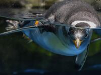 This picture taken on May 4, 2020 shows a gentoo penguin swimming in an enclosure at the Ocean Park theme park, which is currently closed due to the COVID-19 novel coronavirus, in Hong Kong. Save for an absence of gawping crowds, life for the penguins of Hong Kong's Ocean Park has been much the same during the coronavirus pandemic -- but their carers have worked long shifts to keep the monochrome troupe healthy. Richard A. Brooks / AFP
