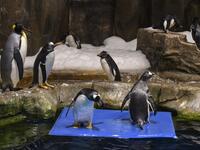 This picture taken on May 4, 2020 shows penguins in their enclosure at the Ocean Park theme park, which is currently closed due to the COVID-19 novel coronavirus, in Hong Kong. Save for an absence of gawping crowds, life for the penguins of Hong Kong's Ocean Park has been much the same during the coronavirus pandemic -- but their carers have worked long shifts to keep the monochrome troupe healthy. Richard A. Brooks / AFP