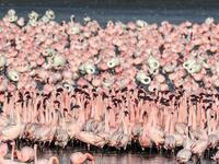 Flocks of flamingos stand in a pond in Navi Mumbai on May 14, 2020. Punit PARANJPE / AFP