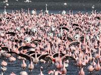 Flamingos spread their wings as they stand among others in a pond in Navi Mumbai on May 14, 2020. Punit PARANJPE / AFP