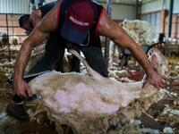 A Uruguayan sheep shearer works at a cattle farm in Villabraz in the province of Leon in northern Spain on May 15, 2020. Some 258 Uruguayan shearers arrived in Spain on a plane from Montevideo this week to participate in a campaign in different parts of Spain. They underwent check-ups for the novel coronavirus before leaving Uruguay and before starting work in Spain where they will stay until July 20. CESAR MANSO / AFP