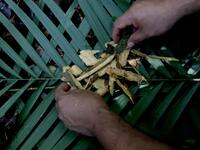 Satere-Mawe indigenous leader Andre Satere, 38, collects carapanauba, a native plant of the Amazon rainforest used as medicinal herb, to treat people showing symptoms of the novel coronavirus COVID-19 in their community Wakiru, in Taruma neighbourhood, a rural area west of Manaus, Amazonas State, Brazil, on May 17, 2020. Ricardo OLIVEIRA / AFP
