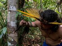 The local and state governments were called to assist to no avail. With the Amazonas state health system saturated, indigenous people turn to their ancestral knowledge about the region's nature to stay healthy and treat possible symptoms of the novel coronavirus. Ricardo OLIVEIRA / AFP