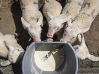 Lambs are seen during feeding time in Sylwia Szlandrowicz and Ruslan Kozynko farm " Frontiera Ranch" in the Masuria - polish lake region, May 15, 2020. The sheep and cows are in the meadow, the cheese is ripening in a room on the ground floor -- just the kind of scene attracting increasing numbers of Polish cityslickers away from the urban jungle. Wojtek RADWANSKI / AFP