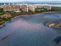 Sea of Pink can be seen behind NRI complex at Navi Mumbai (Twitter)