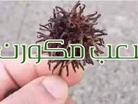 في العالم العربي / مكورن: لوصف الشخص المُصاب بفيروس كورونا.