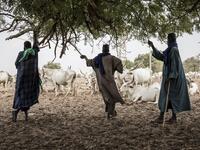 Fulani herders look on at their livestock from the shade of a tree at a water point in Dolly on May 30, 2020. Dolly is a pastoral reserve where Fulani pastoralists can come as a refuge before heading back North as the first rains fall. COVID-19 coronavirus restrictions have closed down markets and regional movement, as a result Fulani herders are struggling to move to areas such as Dolly which have more grazing land and access to water. JOHN WESSELS / AFP