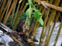 For centuries Bali's Trunyanese people have left their dead to decompose in the open air, the bodies placed in bamboo cages until only the skeletons remain -- a ritual they haven't given up -- even as the COVID-19 pandemic upends burial practices worldwide.  SONNY TUMBELAKA / AFP